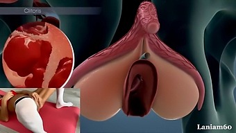 The Biological And Physiological Aspects Of Female Climax